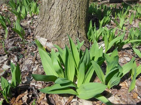 Wild Ramps Dragon Breath Gourmet Garlic