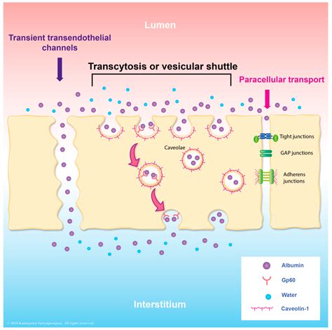 Viruses Free Full Text Transcytosis Involvement In Transport System And Endothelial