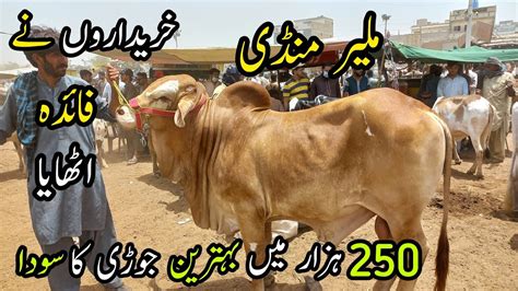 Malir Mandi Karachi Cattle Rates Update May Cow Mandi