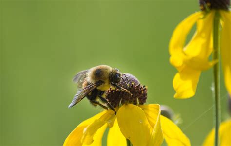 The Humble Bumble Bee Doing Its Job R Pics