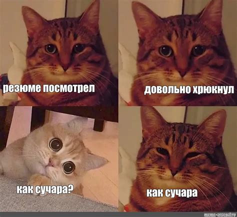 Сomics meme резюме посмотрел довольно хрюкнул как сучара как сучара