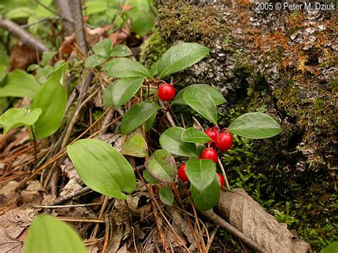 Wintergreen Plant It Wild Native Michigan Plants