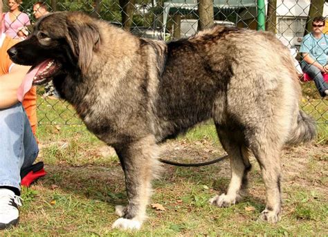 Caucasian Ovcharka Dog Breed Information & FAQs - K9 Web