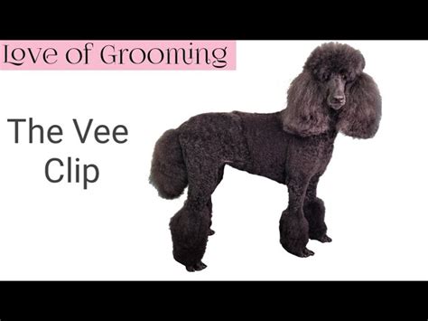 Miniature Poodle Bikini Clip