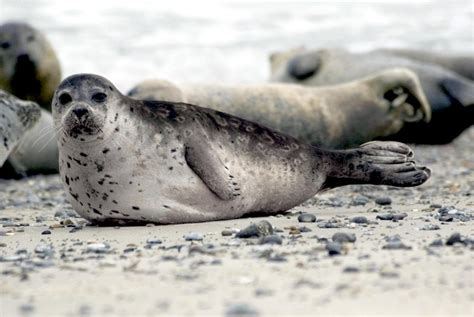 Ringed Seal – "OCEAN TREASURES" Memorial Library