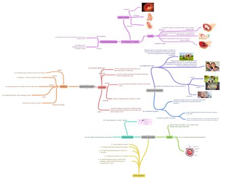 Tema 4 De Naturales Las Etapas De La Vida Edad Adulta Es La Etapa Que