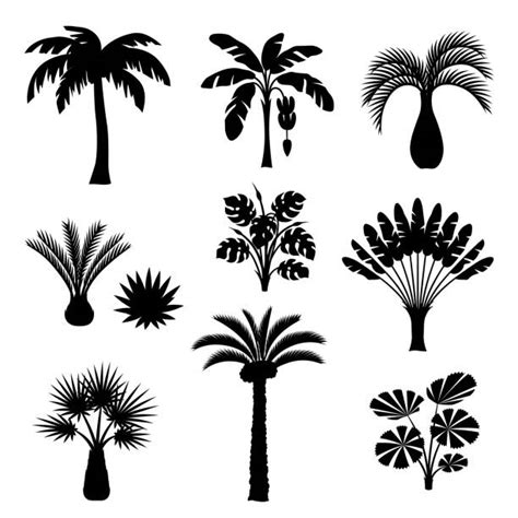 Fan Palm Tree Illustrations Royalty Free Vector Graphics And Clip Art