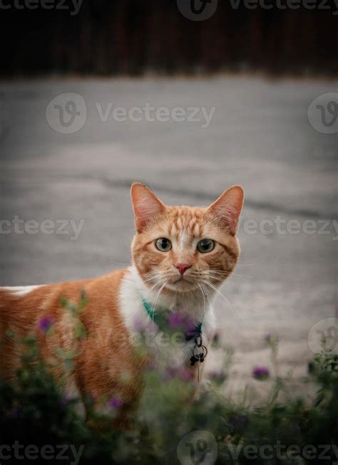 A curious cat 14255135 Stock Photo at Vecteezy