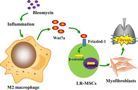 M Macrophages Promote Myofibroblast Differentiation Of Lr Mscs And Are