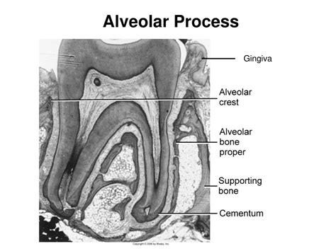 Alveolar Process Definition