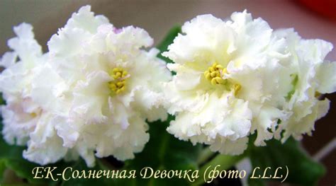 Фиалка ЕК-Солнечная Девочка