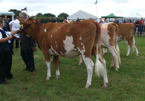 Gallery - English Guernsey Cattle Society