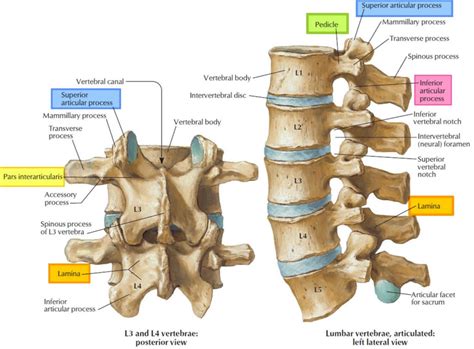 Lumbar facet syndrome causes, symptoms, diagnosis, treatment & prognosis