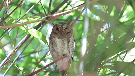 Common scops owl Stock Video Footage - 4K and HD Video Clips | Shutterstock