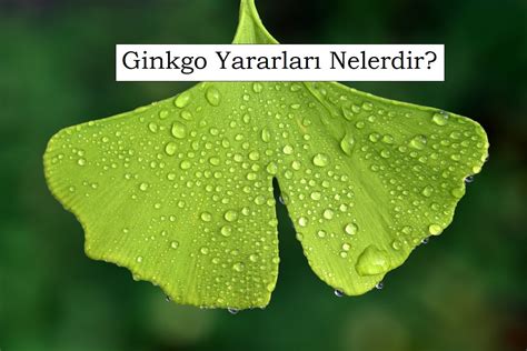 Ginkgo Yararları Nelerdir Gelecekten Net