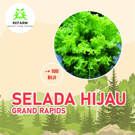 Jual Benih Selada Hijau Grand Rapids Biji Selada Unggul COD Shopee