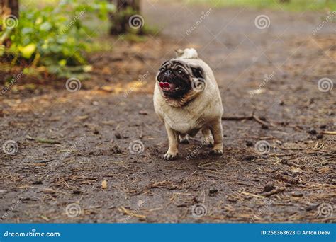 Pug Dog With An Open Mouth And His Tongue Sticking Out And Standing On