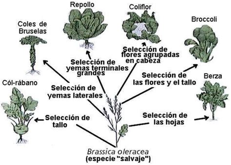 Seleccion Natural Diferencias Entre Selección Natural Y Artificial