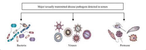 These Are The Major Sexually Transmitted Pathogens Which Are Detected