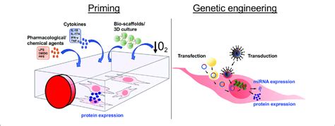 Altering The Mesenchymal Stromal Cell MSC Secretome Through In