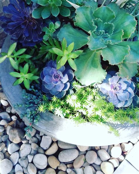 Water Wise Bowl Of Succulents Cape Garden Waterwise Garden