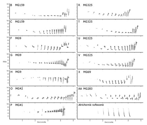 Representative Spectrograms Of Song Types Of A Clamosus Illustrating Download Scientific