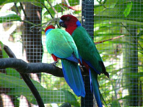 The Online Zoo - Maroon Shining Parrot