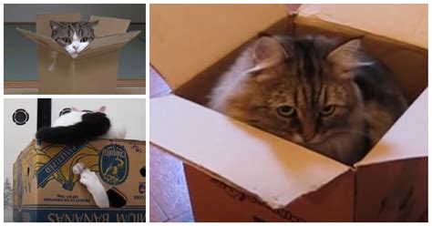 5 Reasons Why Cats Love Cardboard Boxes Cat Fancast