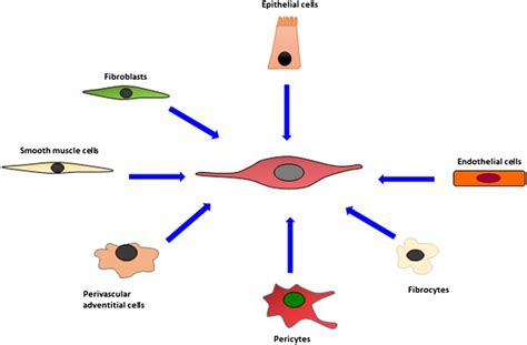 Myofibroblasts can differentiate from a variety of precursor cell... | Download Scientific Diagram