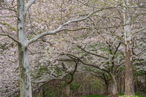 Fast Growing Trees for your Yard