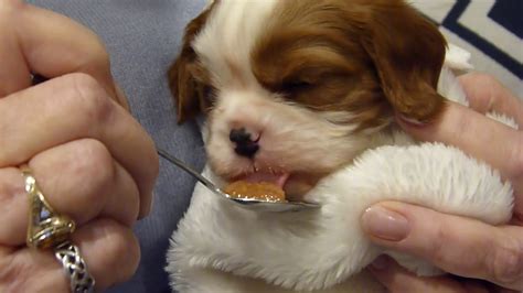 Cavalier King Charles Spaniel Geselliger Kamerad