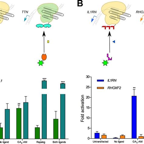 Orthogonal Regulation Of Two Different Genes A Orthogonal Regulation