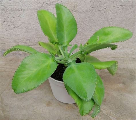 katakataka rooted  soilpot life plant mother  millions