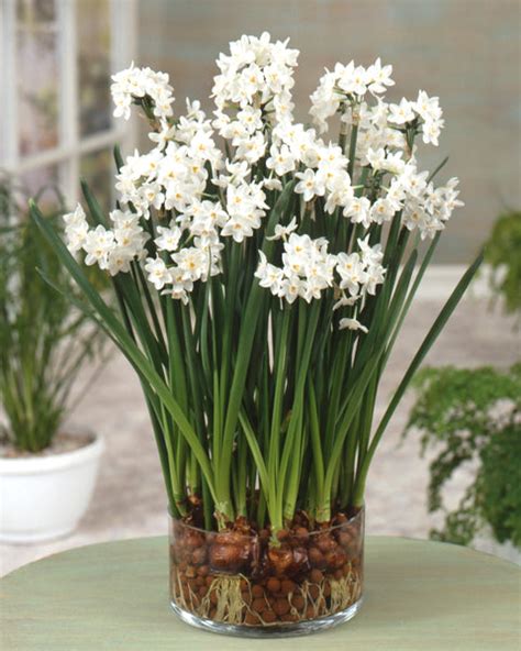 Narcissus Tazetta Paperwhite Ziva Bulbs — Buy Paperwhites Online At