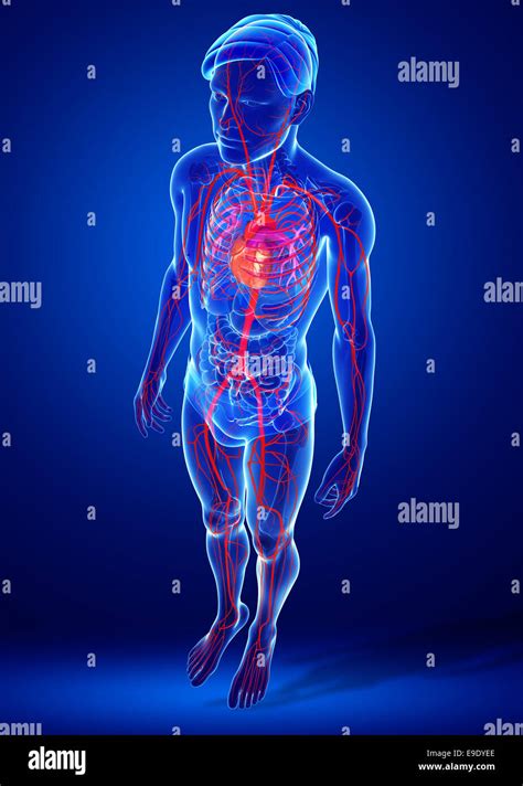 Illustration Of Human Heart Anatomy Stock Photo Alamy