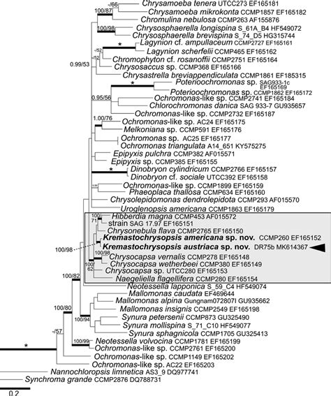 Bayesian Phylogenetic Tree Based On The Rbcl Gene The Newly Described