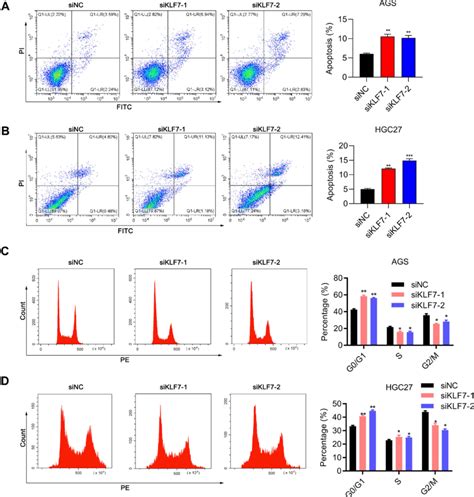 Downregulation Of Klf Promotes Apoptosis And Arrests Cell Cycle A