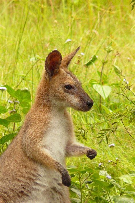 Wallaby In The Wild Stock Image Image Of Australian Bush 4627003