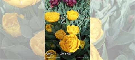 Пионовидные и бахромчатые тюльпаны луковицы купить в Гуково | Товары ...