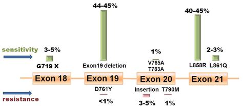 Ijms Free Full Text Personalized Targeted Therapy For Lung Cancer