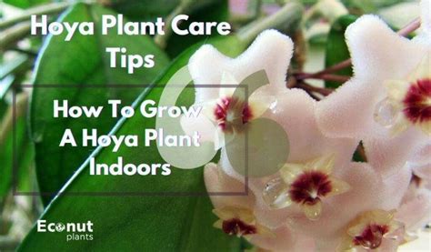 Hoya Plant Care Tips: How To Grow A Hoya Plant Indoors