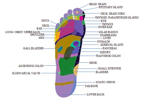 Reflexology 101 - WellTuned by BCBST