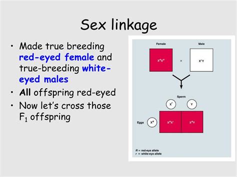 Ppt Linkage Sex Linkage Pedigrees Powerpoint Presentation Free