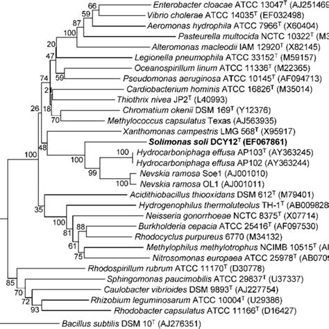 Neighbour Joining Phylogenetic Tree Based On 16s Rrna Gene Sequences