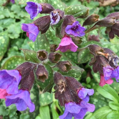 Pulmonaria officinalis, Common Lungwort in GardenTags plant encyclopedia