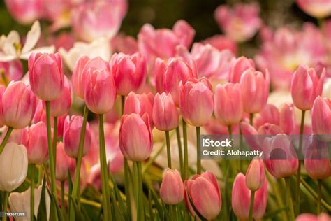 Blurred Beautiful Pink Tulip Flower In Nature Backgroundflowers Soft