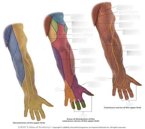 Dermatomes And Cutaneous Innervation Of Upper Limb Diagram Quizlet