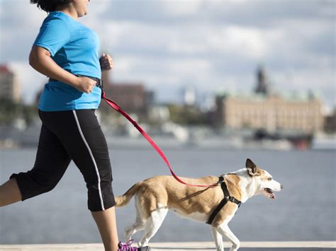 Objetivo Del Sur Cargado Para De Perro Mejor Grado Adaptabilidad