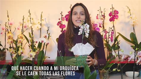 Qué hacer cuando a mi orquídea se le caen todas las flores TvAgro por