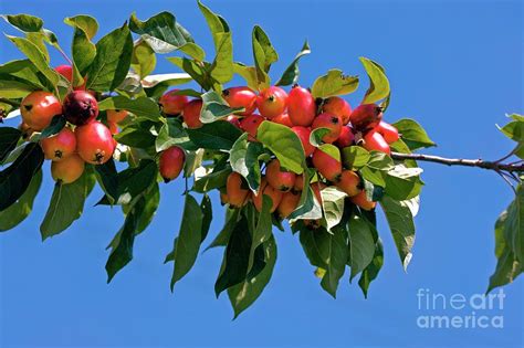 Crab Apple Malus Sp Photograph By Dr Keith Wheelerscience Photo